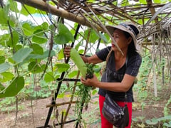 Lawa-Binhi project sustains Cagayan community